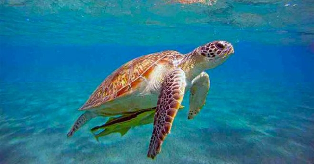 Crash può tornare a nuotare in mare: liberata la tartaruga Caretta Caretta ferita dall’elica di una barca. VIDEO