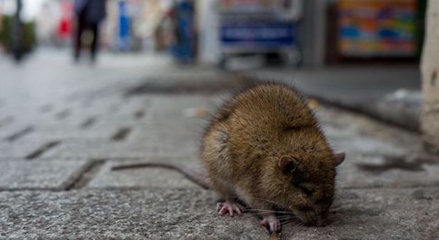 Un nuovo virus sta facendo il “salto di specie”: l'epatite dei topi può infettare l’uomo