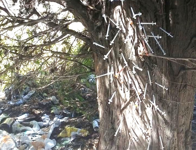 L'albero intossicato, con centinaia di siringhe degli eroinomani: è allarme in via Liguria