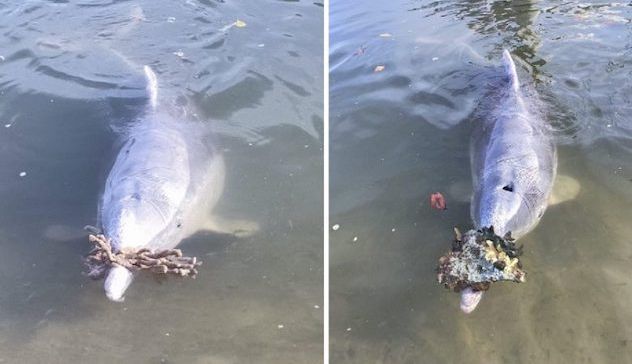 Il delfino porta regali in spiaggia per far tornare gli amici umani scomparsi durante il lockdown