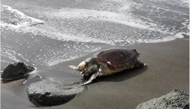 Bosa. Trovata una tartaruga morta sulla spiaggia di Turas