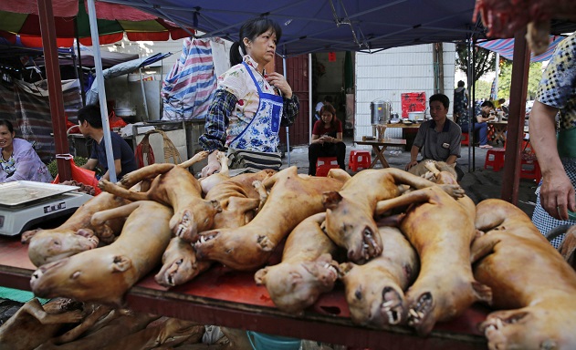 Festival della carne di cane, Rita Dalla Chiesa: “Estinzione dei cinesi