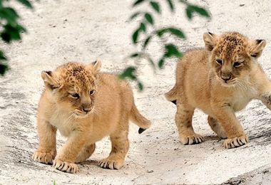 I bellissimi cuccioli di leone nati al Bioparco: sui social le votazioni per scegliere i nomi. VIDEO