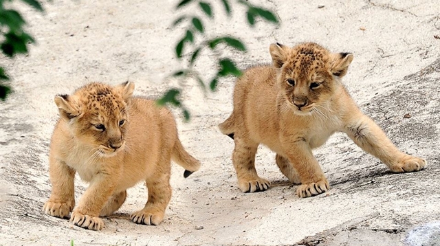 I bellissimi cuccioli di leone nati al Bioparco: sui social le votazioni per scegliere i nomi. VIDEO