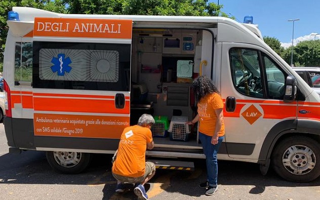  Tutela e salute dei gatti, l'ambulanza veterinaria Lav arriva in Sardegna
