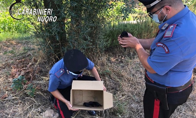 Tre cuccioli abbandonati a Orroli, salvati dai carabinieri