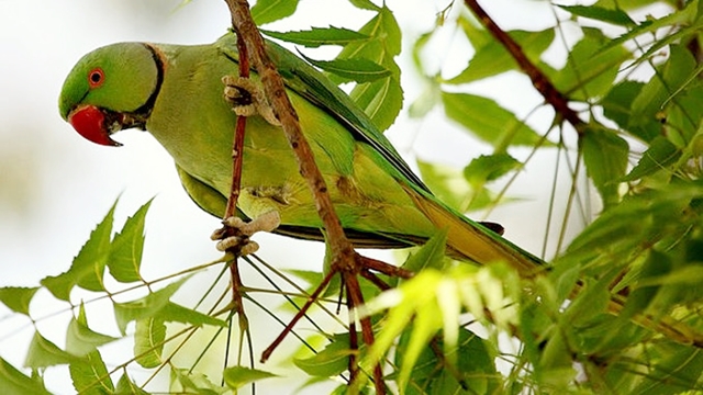 Rivede la luce l’inedito giardino dei pappagallini selvatici: ecco dove si trova