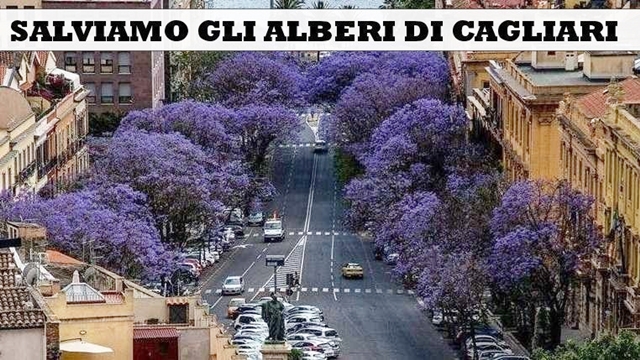 “Salviamo gli alberi di Cagliari”. La petizione on line per la tutela delle jacarande