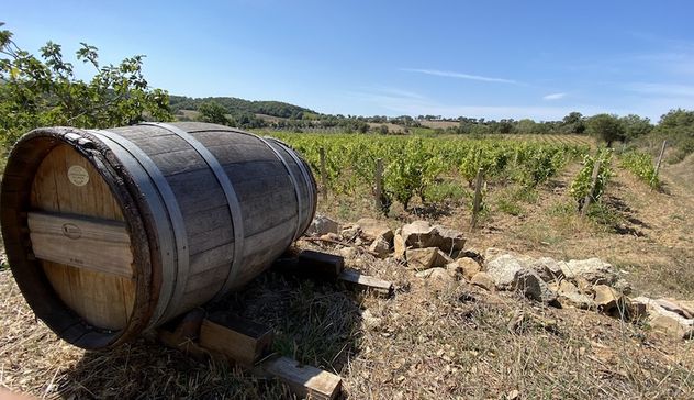 Il vino e la Sardegna: un importante elemento di identità e di storia