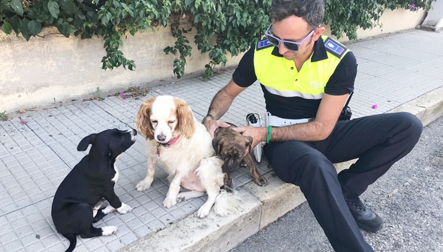 Due cuccioli di pitbull abbandonati al parco di San Michele: recuperati dalla Polizia Municipale 