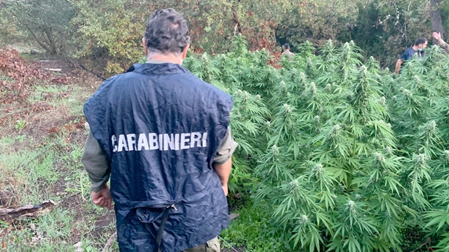 Carabiniere libero dal servizio scopre una piantagione con 1250 piantine di marijuana