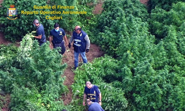 Piantagione di cannabis scoperta dai finanzieri nelle campagne di Donori