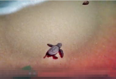Anche l’ultima piccola tartaruga Caretta Caretta ha ‘sgambettato’ verso il mare. Il bellissimo video