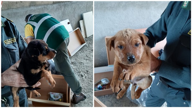 Selargius: barracelli recuperano cuccioli di cane abbandonati