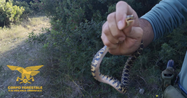 Spavento a Selargius per un serpente in strada: interviene la Forestale