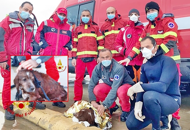 Cane cade nelle acque gelide del Porto, salvato dai Vigili del Fuoco
