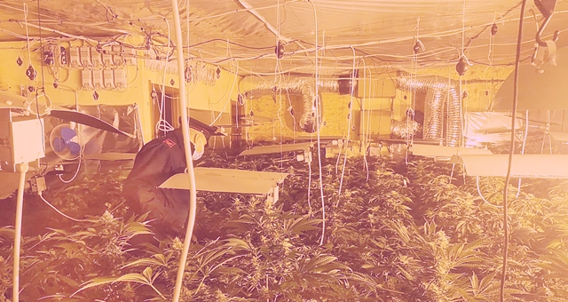 Dentro un capannone spunta una maxi piantagione di marijuana: due arresti