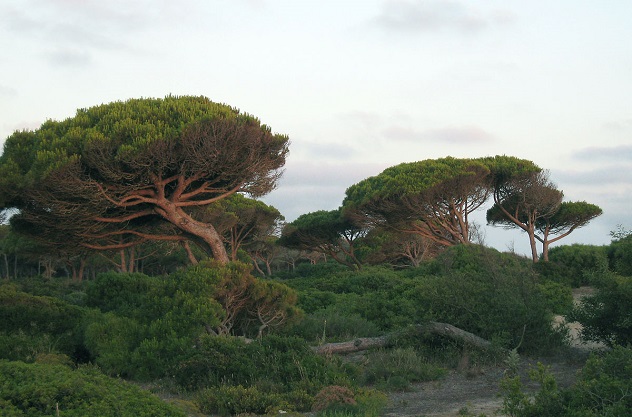 Alberi tagliati nella pineta di Platamona, la protesta degli ambientalisti
