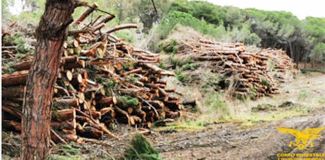 Platamona, alberi tagliati. La Forestale sequestra il cantiere da 20 ettari
