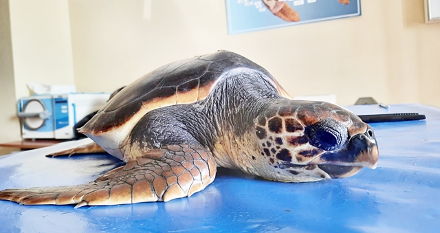 E’ arrivata Pollicina, la tartaruga Caretta Caretta salvata da morte certa: ecco come sta