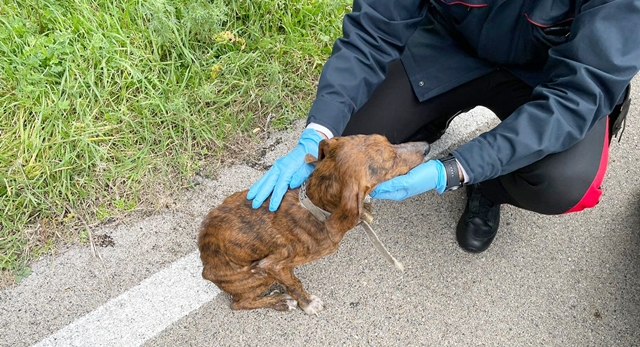 Cane denutrito e maltrattato vagava sulla provinciale 90 col rischio di essere ucciso: salvato dai Carabinieri