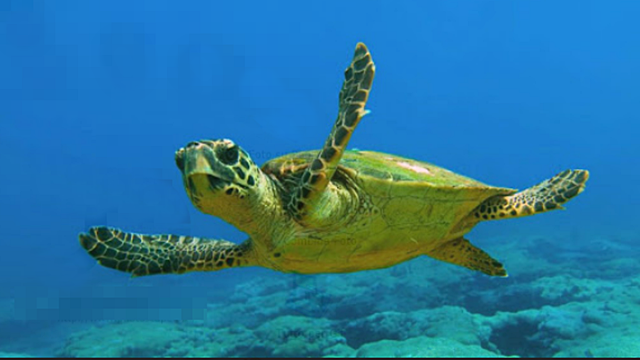 Tartaruga salvata nell'Area marina protetta del Sinis