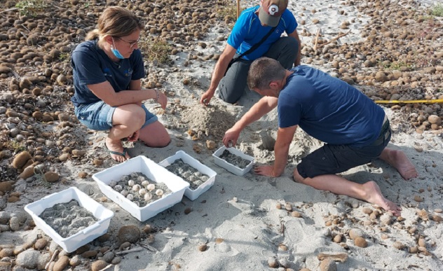 Arborea. Tartaruga Caretta Caretta depone 98 uova in spiaggia