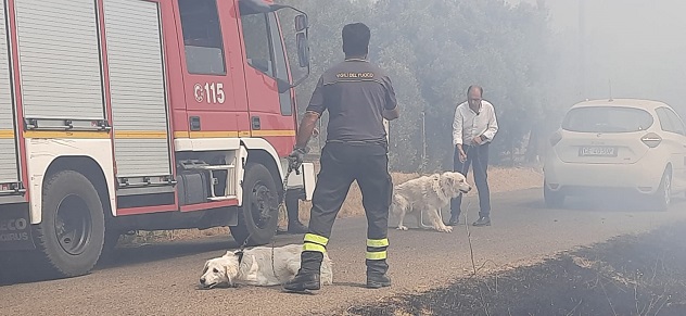 Selargius: tre cani salvati dalle fiamme, decine di ettari in fumo