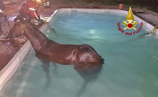 Cavallo in piscina a Santa Giusta, salvato dai Vigili del fuoco