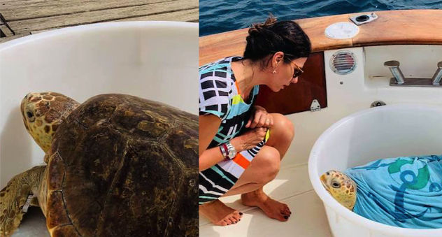 La tartaruga Raffaella è tornata in mare a Tavolara