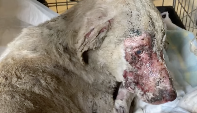 Migliorano le condizioni di Angelo, il cane pastore salvato a Tresnuraghes