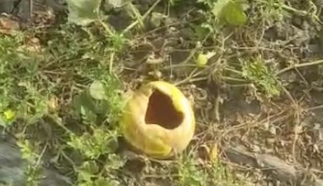 Coldiretti Nord Sardegna: 100 ettari di angurie e meloni distrutti dalle cornacchie