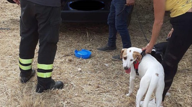 Due cani rimangono chiusi al caldo dentro una macchina, salvati dai Vigili del fuoco
