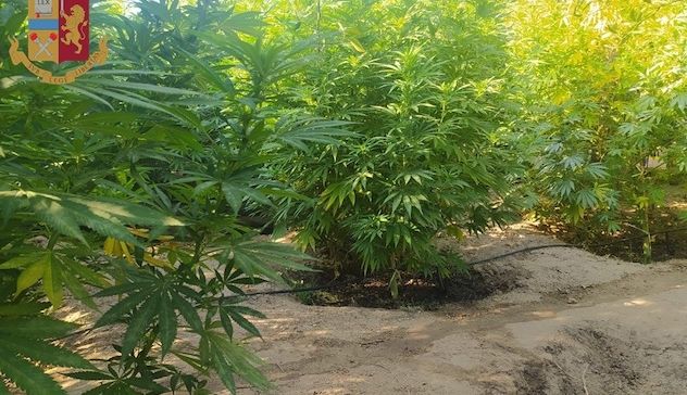 Quartu. Polizia scopre maxi piantagione di cannabis: due in manette