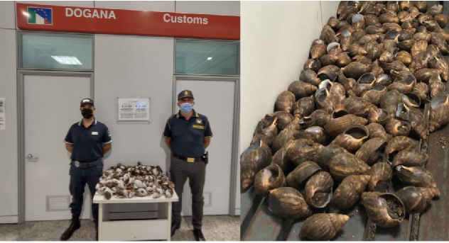 Aeroporto Alghero. Sequestrati 30 kg di chiocciole giganti africane senza etichetta