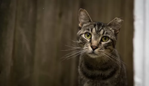 Un francese ritrova il suo gatto in Svizzera quattro anni dopo averlo perso in Italia