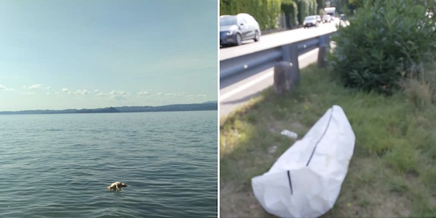Cane ucciso nel lago di Garda: pietre legate al corpo per farlo affogare