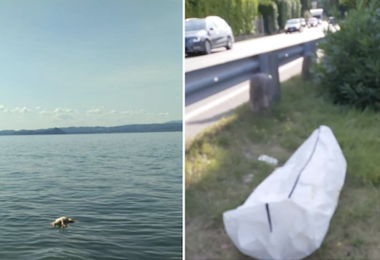 Cane ucciso nel lago di Garda: pietre legate al corpo per farlo affogare