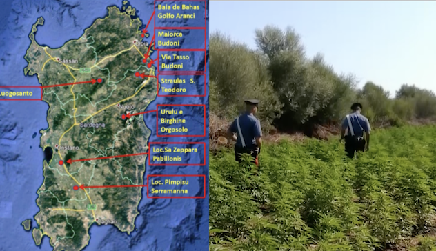 Maxi operazione dei Carabinieri in Sardegna: sequestrate 30mila piante canapa, arrestate 8 persone. IL VIDEO