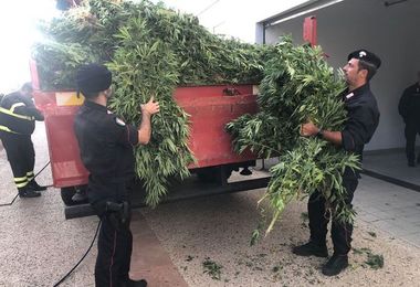 Carabinieri scoprono maxi piantagione di marijuana fra Cossoine e Romana: giovane denunciato
