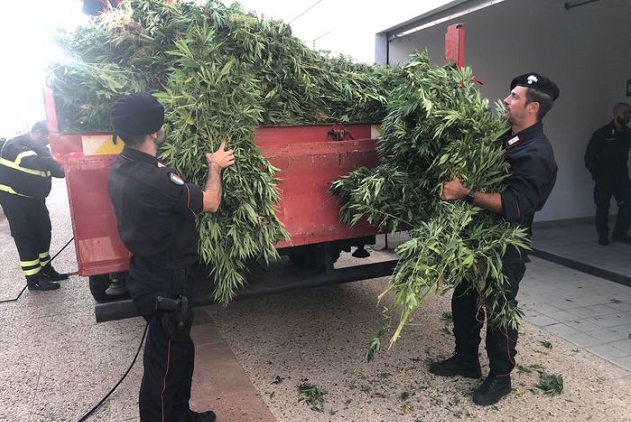 Carabinieri scoprono maxi piantagione di marijuana fra Cossoine e Romana: giovane denunciato