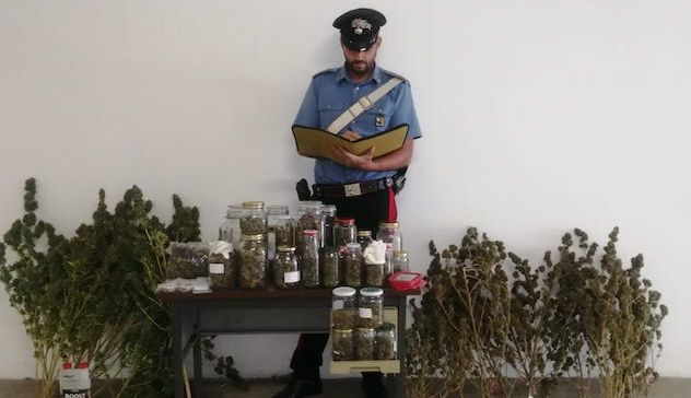 Arzachena. In casa 19 piante di marijuana, incensurato nei guai