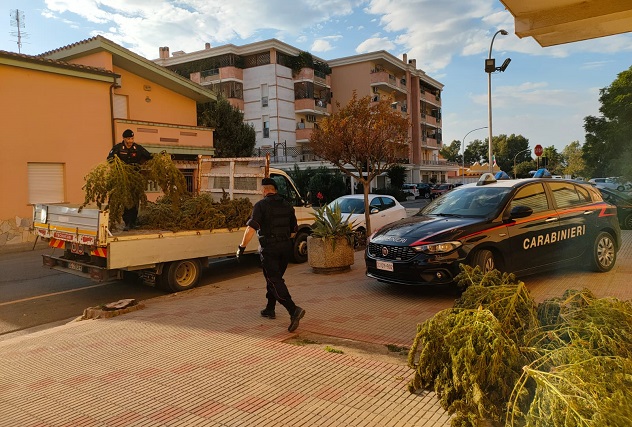 Sestu. Odore di cannabis nell'aria: carabinieri scoprono 43 piante in un ovile