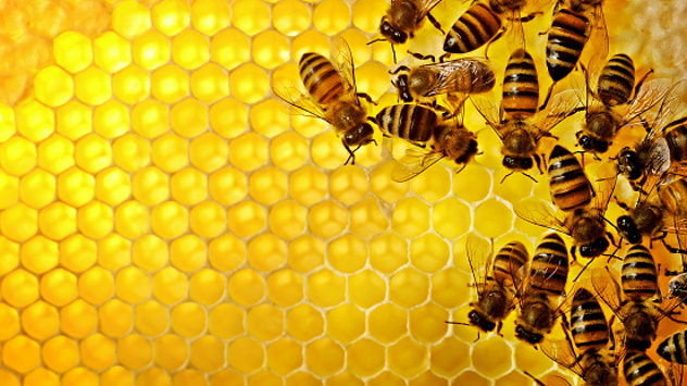 Un miracolo della natura: sono state sepolte per 50 giorni sotto la cenere vulcanica, ma gran parte delle api è riuscita a sopravvivere 
