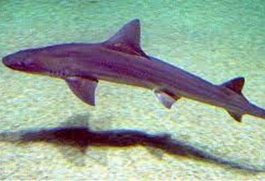 Cala Gonone. Nato il primo squalo al mondo senza fecondazione maschile 