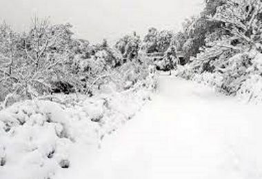 Maltempo, Coldiretti: “La neve ha devastato i boschi dell'Isola” 