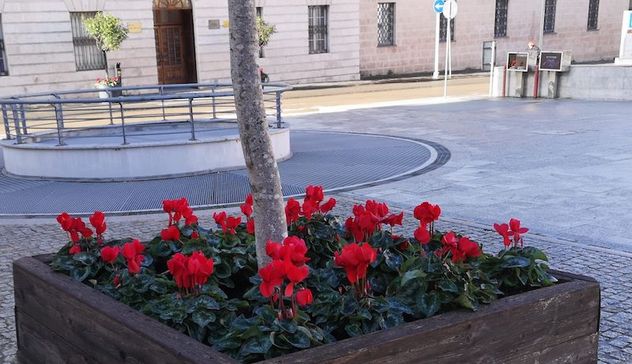 A Sassari 1532 piante per abbellire la città in vista del Natale