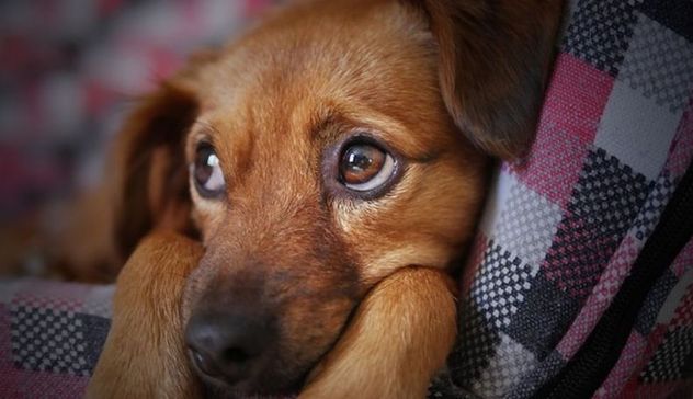 Allevatore di Laerru condannato a un anno di reclusione per aver avvelenato 15 cani