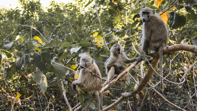 India, una scimmia rapisce un neonato di appena tre mesi e lo annega in un pozzo