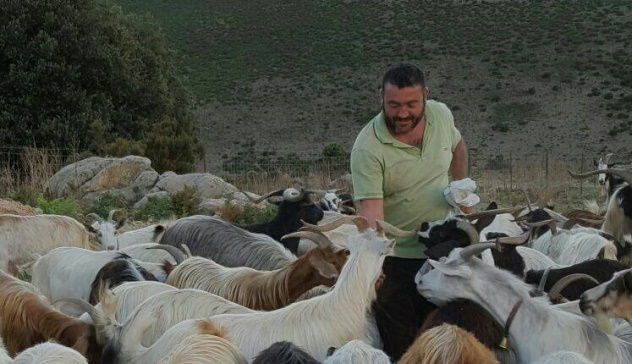 Non ha i soldi per il mangime, un allevatore di Talana cede i suoi 700 maialini al Comune